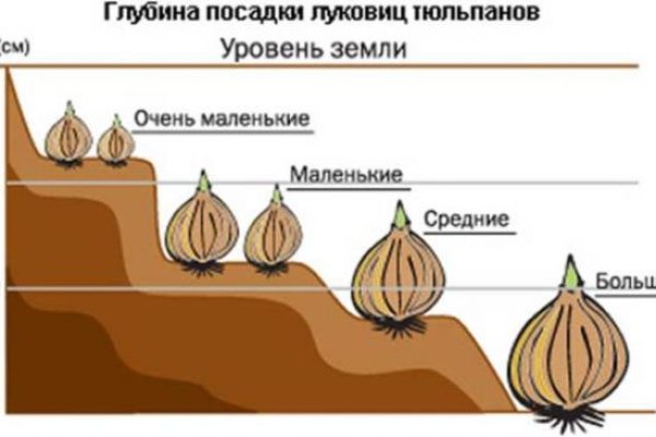 Solaris даркнет