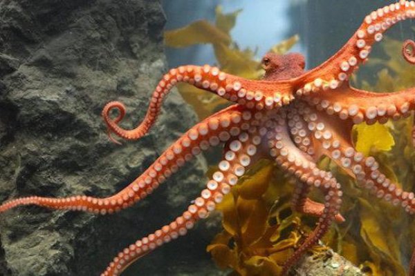 Kraken зеркало kraken link top