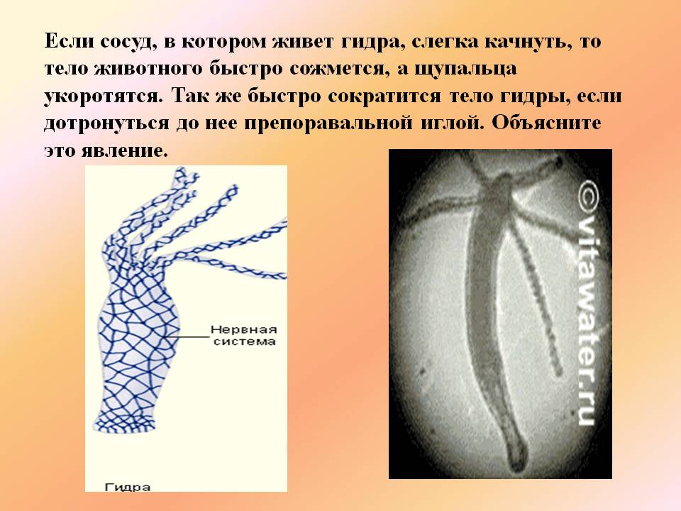 Kraken зеркала gigageek ru